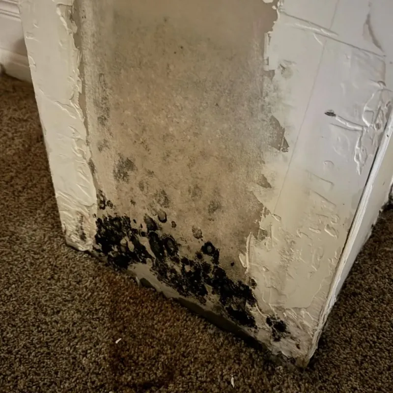 Professional Mold Removal in Rib Mountain, WI